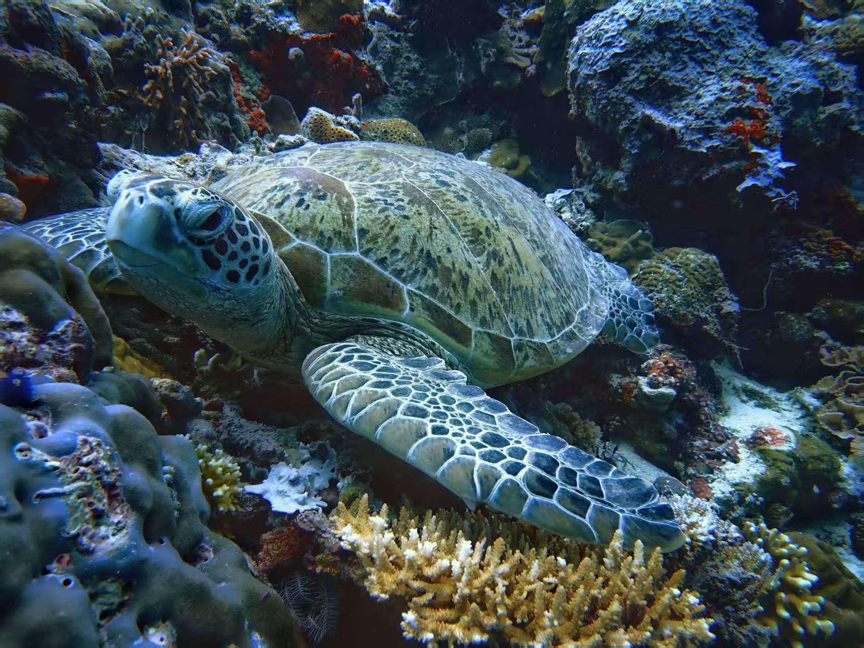海龟